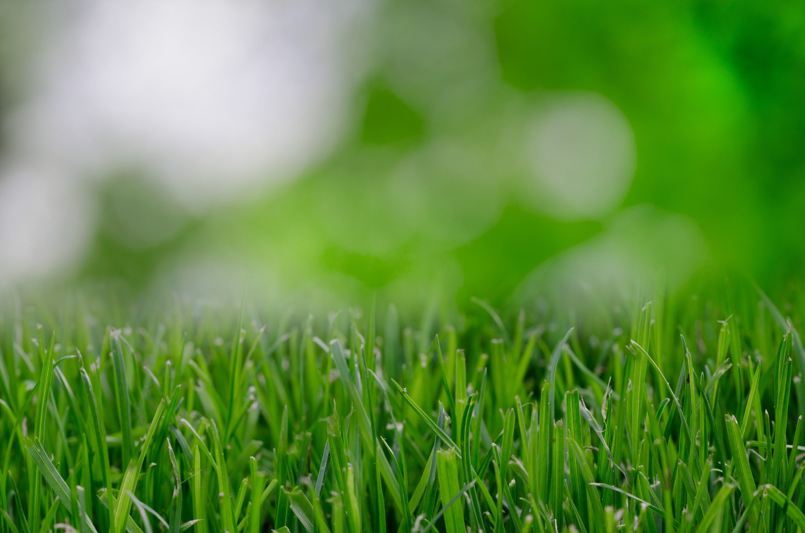 nature-garden-grass-lawn-9257 nature-garden-grass-lawn-9257